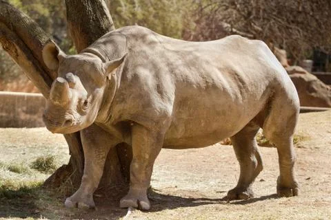 Hook-lipped Rhino Stock Photos