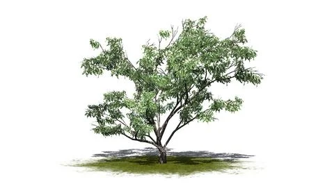 Hook Thorn tree with flowers and shadow on the floor on green area Illustrazione stock