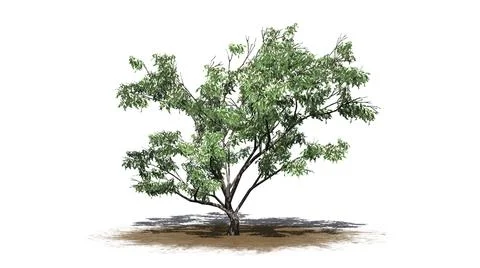 Hook Thorn tree with flowers and shadow on the floor on sand area Illustrazione stock