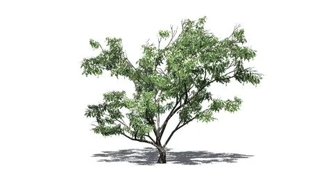 Hook Thorn tree with flowers and shadow on the floor Illustrazione stock