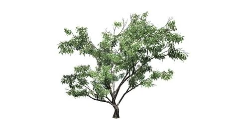 Hook Thorn tree with flowers - isolated on white background Illustrazione stock