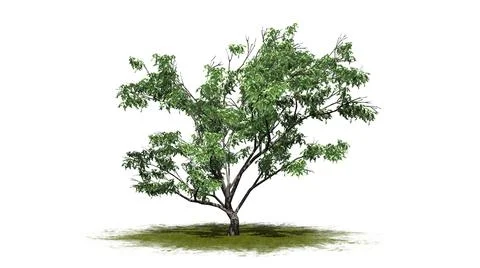 Hook Thorn tree on green area - isolated on white background Stock Illustration