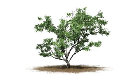 Hook Thorn tree on sand area - isolated on white background Illustrazione stock