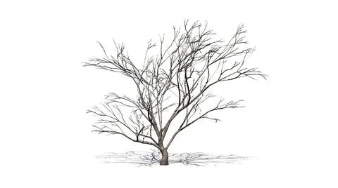 Hook Thorn tree with shadow on the floor in winter Stock Illustration