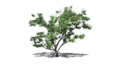 Hook Thorn tree with shadow on the floor - isolated on white background Stock Illustration