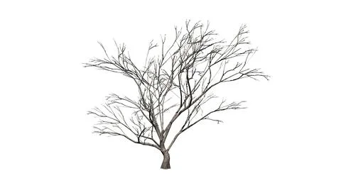 Hook Thorn tree in winter - isolated on white background Illustrazione stock