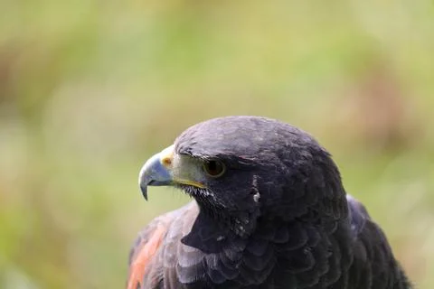 Hooked beak and sharp eye of a bird of prey known as the harris hawk seen u.. Fotos de archivo