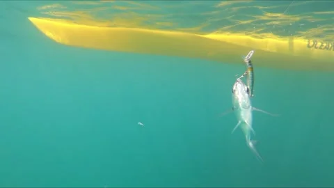Hooked fish being pulled out of water by a fisherman in kayak Vídeos de archivo 135933437