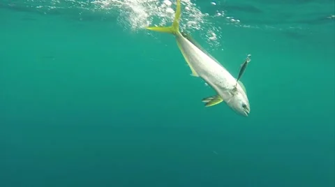 THE HOOKED FISH Stock Footage 51235632