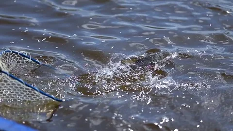 Hooked fish landing in a net Stock Footage 79930923