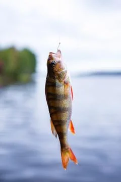 Hooked fish perch Stock Photos