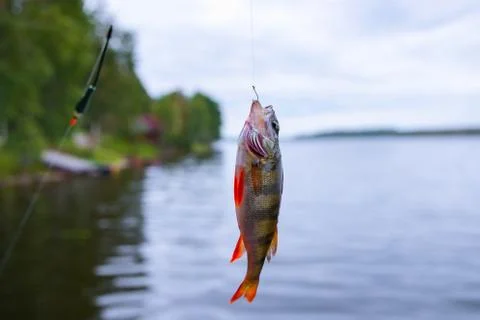 Hooked fish perch Stock Photos