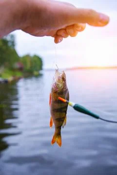 Hooked fish perch Stock Photos