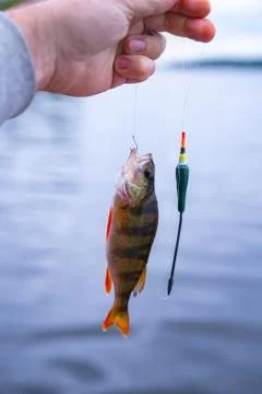 Hooked fish perch 스톡 사진