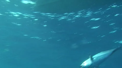 Hooked Fish Underwater Stock Footage 1056711