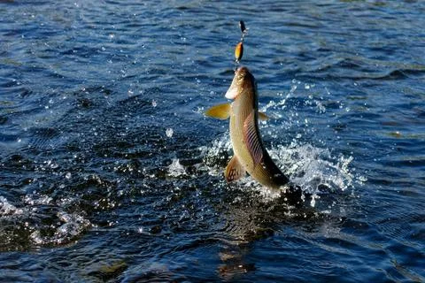 Hooked grayling jumping in an Arctic river Stock Photos