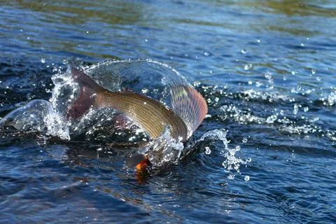 Hooked grayling jumping in an Arctic river Stock Photos