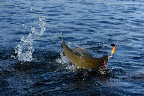 Hooked grayling jumping in an Arctic river Foto stock