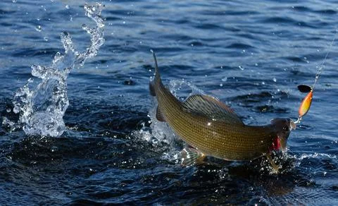 Hooked grayling jumping in an Arctic river Stock Photos