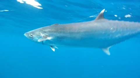 Hooked King Fish Underwater Stock Footage 7137330