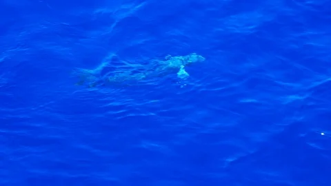 Hooked Mahi mahi fish fighting fishing line in ocean, Tracking Shot Stock Footage 96876271