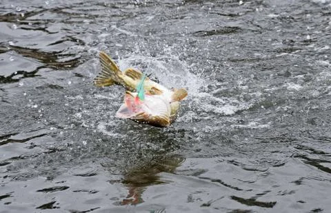 Hooked pike caught by a flyfisherman fighting and jumping out of the water Stock Photos