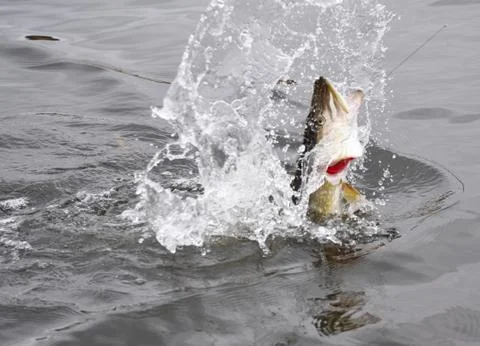 Hooked pike fighting and jumping out of the water Stock Photos