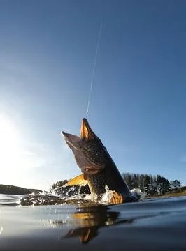 Hooked pike fighting and jumping out of the water Stock Photos