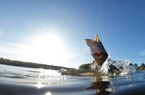Hooked pike fighting and jumping out of the water Stock Photos