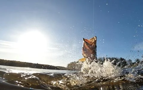 Hooked pike fighting and jumping out of the water Stock Photos