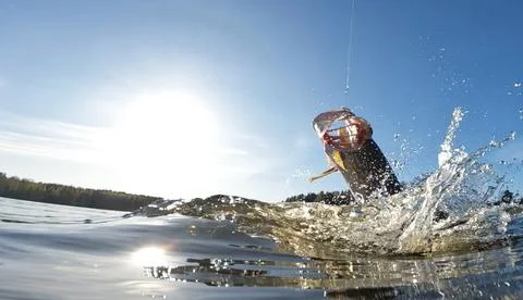 Hooked pike fighting and jumping out of the water Stock Photos