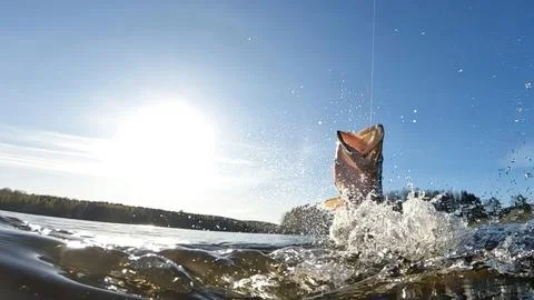 Hooked pike fighting and jumping out of the water Stock Photos