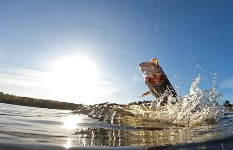 Hooked pike fighting and jumping out of the water Stock Photos