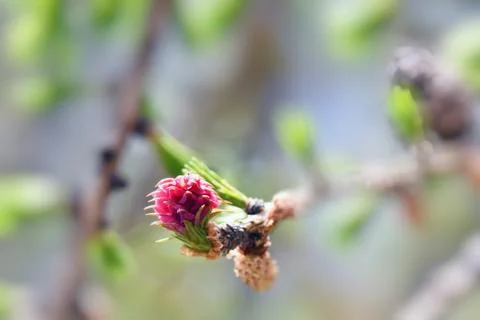 Hooked pine buds. Stock Photos
