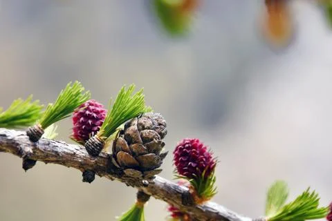 Hooked pine buds. Stock Photos