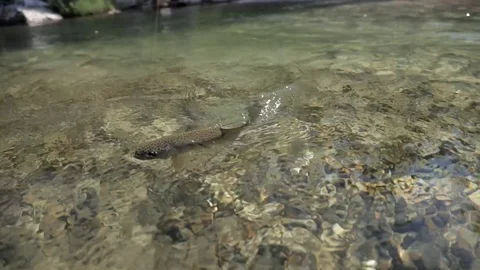 Hooked Rainbow Trout Close Up Stock Footage 99798520