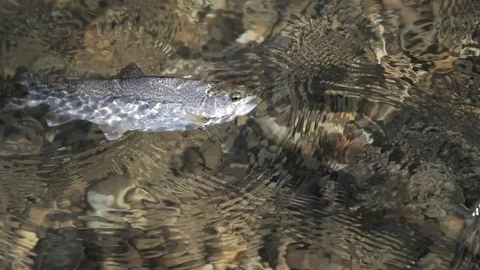 Hooked Rainbow Trout Stock Footage 99798295