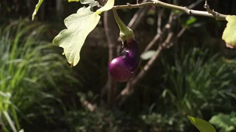 Hooked shape eggplant Stock Footage 159107711