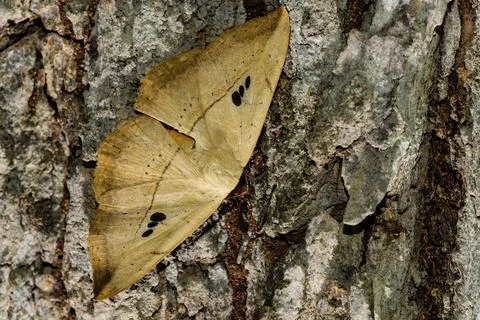 Hooktip moth, Drepanidae, Yeoor, Thane, Maharashtra, India. Stock Photos