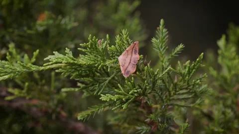Hookwing moth perched on pine bough Stockbeeldmateriaal 260153920