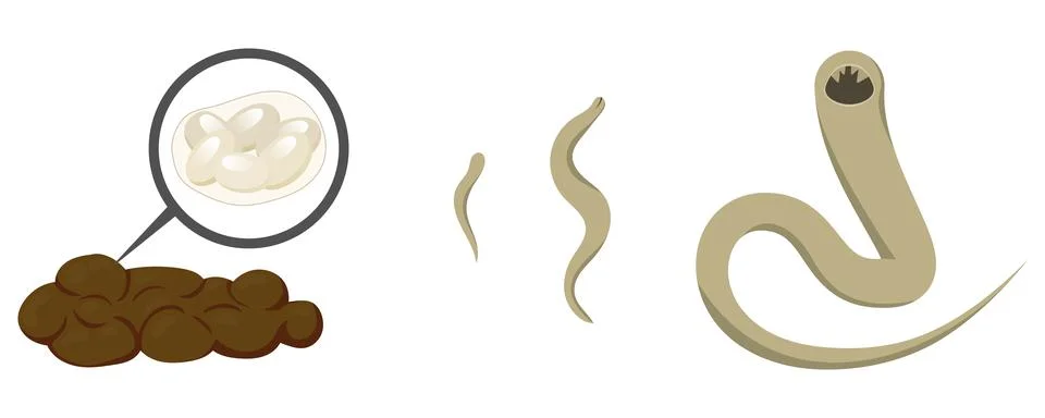 Hookworm eggs in feces developing into larva and adult worm Stock Illustration