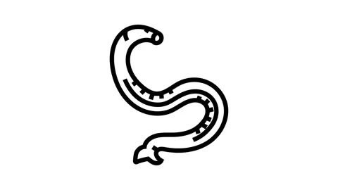 Hookworm parasite line icon animation 動画素材 326127329