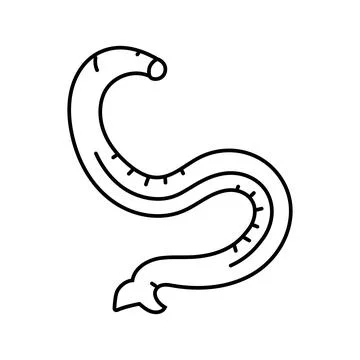 Hookworm parasite line icon vector illustration Stock Illustration