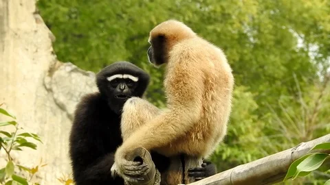 The Hoolock Gibbons Stock Footage 77635417