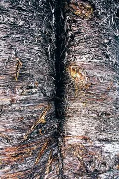 Hoop pine split trunk in Papua New Guinea Stock Photos