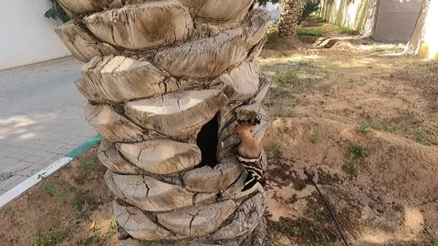 Hoopee feeding Stock-Footage 243757422