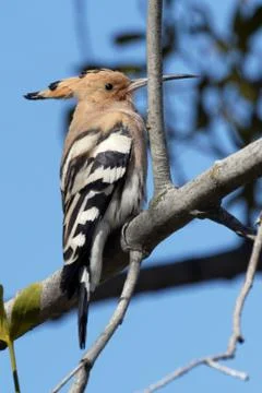 Hoopoe 01 Stock Photos