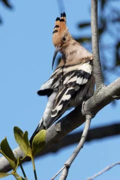 Hoopoe 02 Stock Photos