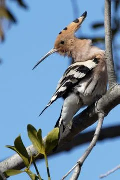 Hoopoe 03 Stock Photos