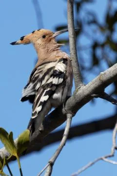 Hoopoe 04 Stock Photos